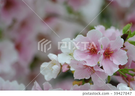 櫻花 39427847