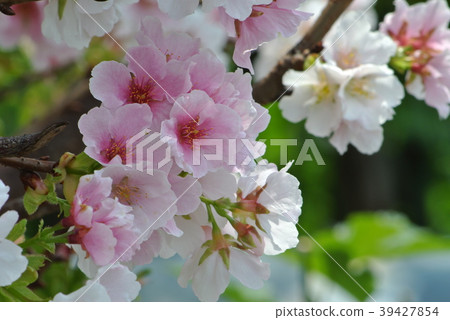 櫻花 39427854