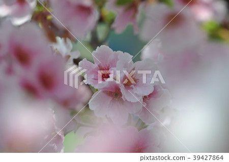櫻花 櫻花 39427864