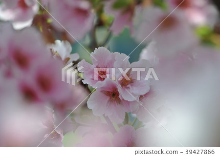 櫻花 39427866