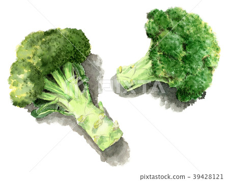 Two broccoli drawn by watercolor Two broccoli drawn by watercolor 39428121