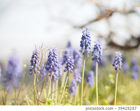 Muscari 39428287