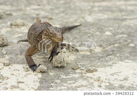 Iguana close-up on stones to the camera 39428312