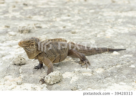 Large scaly Iguana against a background of sand Large scaly Iguana against a background of sand 39428313