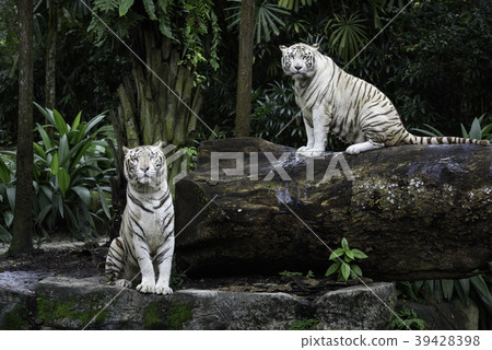 Two white Bengal tigers in a jungle 39428398