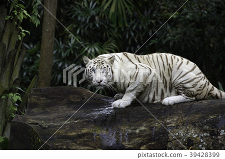 White Bengal tiger in a jungle White Bengal tiger in a jungle 39428399