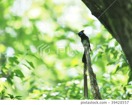 Parakeet 39428557