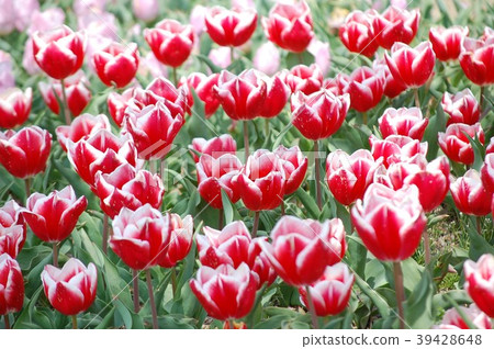 Tulip 39428648