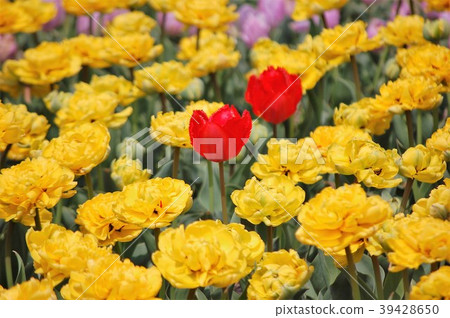 Tulip Tulip 39428650