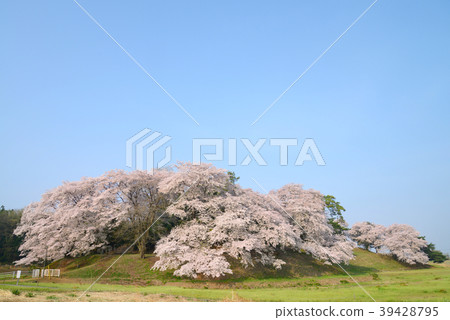 Mt. Shichima old burial mound in full bloom 39428795