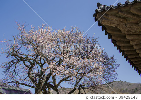 Sunam寺 Sunam寺 39429148