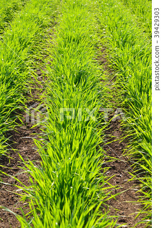 Wheat field Wheat field 39429303