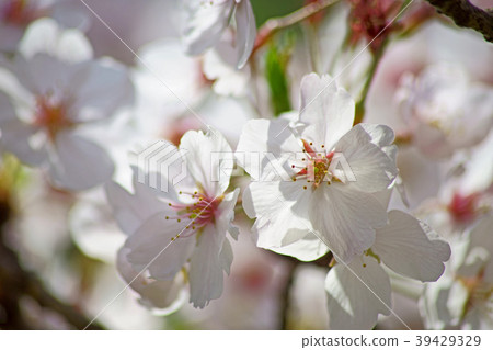 Close-up of full bloom cherry blossoms 39429329