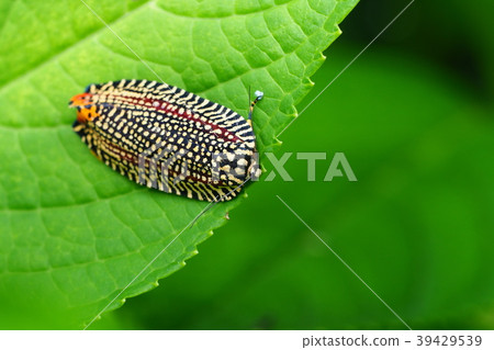 Velvet hamaki Velvet hamaki 39429539