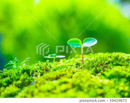 植物幼苗 39429673