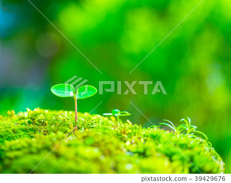 植物幼苗 39429676