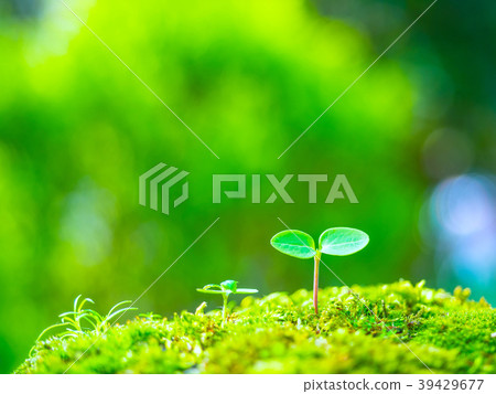 植物幼苗 39429677