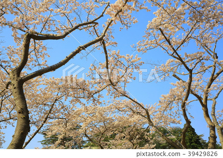 Matsushima in spring 39429826