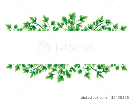 Green of parsley leaves at the borders 39430236