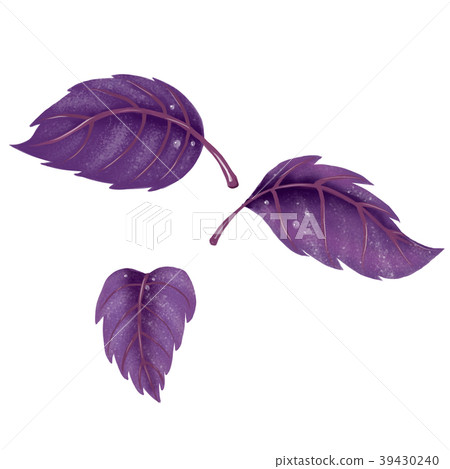 Illustration of a set of red Basil leaves 39430240