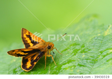 Kimadaraseseri 39430319