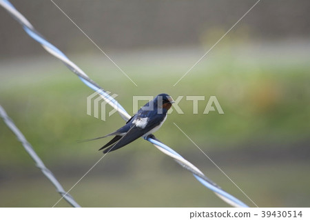 Swallow  39430514