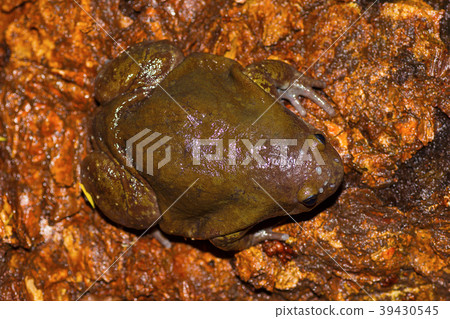 Indian Balloon Frog, Uperodon globulosus Indian Balloon Frog, Uperodon globulosus 39430545