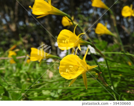 Trumpet-shaped yellow sub-corolla flower "Narukiss-Burubocodium" (aka Petticoat Narcissus) 39430660