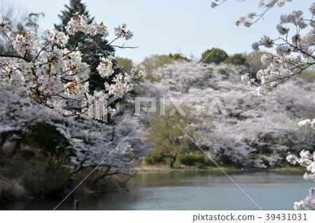 Cherry Blossoms	 39431031