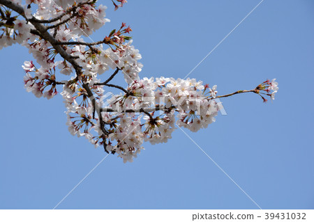 Cherry Blossoms	 39431032