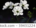 Cosmos 39431224