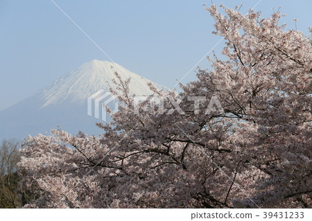 富士和櫻花 39431233