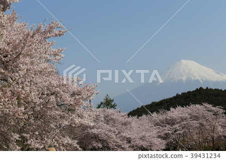 富士和櫻花 39431234