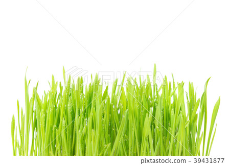 Green wet grass with water drops Green wet grass with water drops 39431877