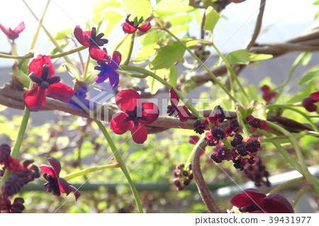 Three leaf akebi 39431977