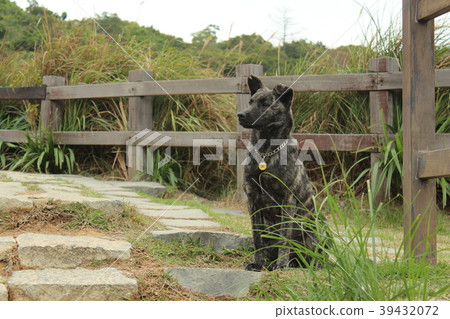 Black dog Black dog 39432072