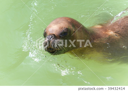 The California sea lion. 39432414