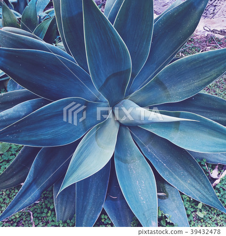 Close up of natural agave Agave Attenuata 39432478