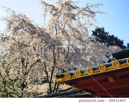 櫻花盛開的國山東照宮 櫻花盛開的國山東照宮 39432497