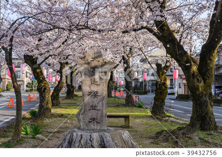 Omiya-dori Sakura Namiki Sakura Festival長野縣飯田市 39432756