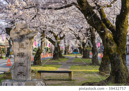 Omiya-dori Sakura Namiki Sakura Festival長野縣飯田市 Omiya-dori Sakura Namiki Sakura Festival長野縣飯田市 39432757
