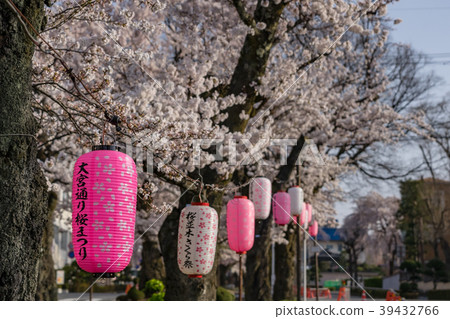 Omiya-dori Sakura Namiki Sakura Festival長野縣飯田市 39432766