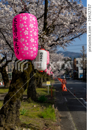Omiya-dori Sakura Namiki Sakura Festival Iida City, Nagano Prefecture 39432787
