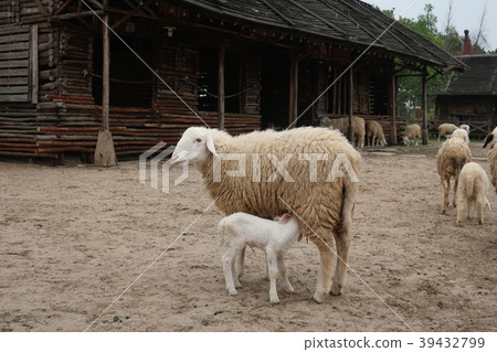 Parents and children of lactating sheep Parents and children of lactating sheep 39432799