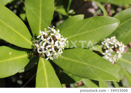 Miyamashikimi 39433006