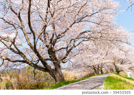 Sakuramichi 4 Sakuramichi 4 39433505