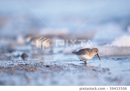 A flock of herrings that we met in winter (Hokkaido, Notsuke Peninsula) A flock of herrings that we met in winter (Hokkaido, Notsuke Peninsula) 39433506