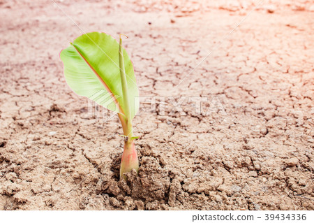 Banana tree in the garden, banana garden in thaila 39434336