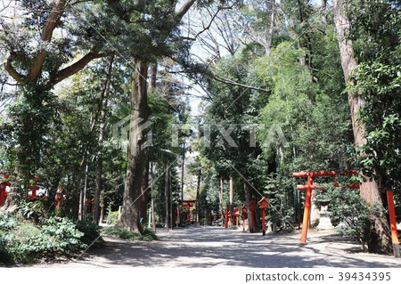 Gunma Crown Inari Shrine Forest Road 39434395