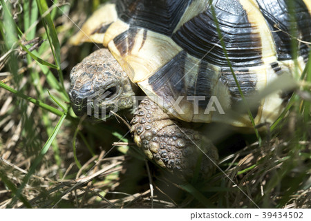 Eastern Hermann's Tortoise 39434502